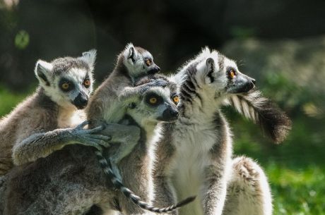 18-30 EKİM AFRİKA'IN 3 ADA ÜLKESİ MADAGASKAR & MAURİTİUS & SEYŞELLER TURU 2027