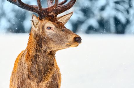 2-7 ARALIK LAPLAND PREMİUM KIŞ MASALI TURU 2027