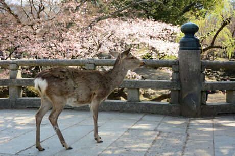 1-22 Eylül Çin & Japonya & Kore 3 ÜLKE 2026